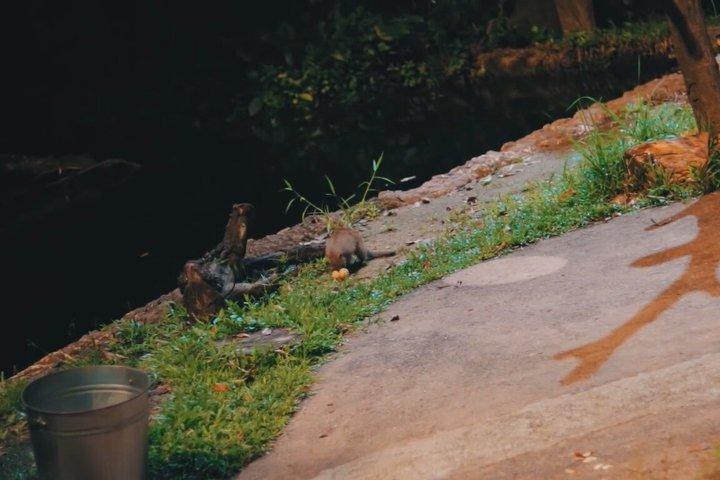 Singapur Nacht Safari Straßenbahnfahrt & optional Zoo oder Fluss Wunder