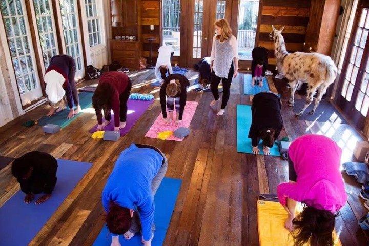 Llama Yoga