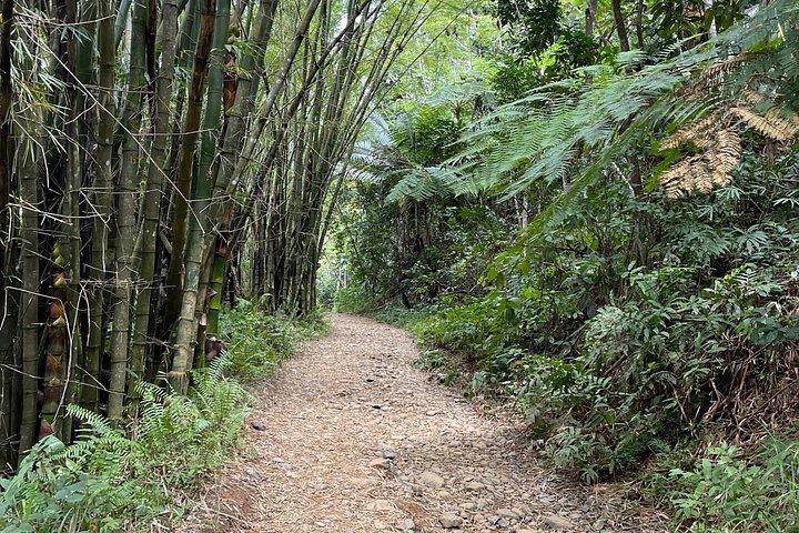 エルユンケ半日熱帯雨林と水滑り（交通機関付き）