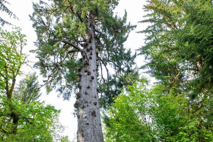 Lake Quinault Rainforest Tour Nature and Wildlife Adventure