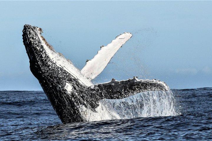 Private tur: Hermanus Whale observation båd tur & vinsmagning