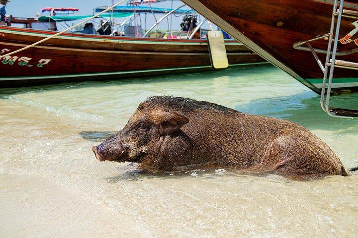 サムイ島からスピードボートで行くタン島とマドサム島のシュノーケリング旅行