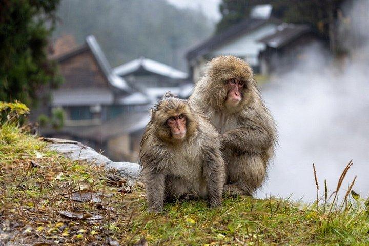 Nagano Snow Monkey Park Private Tour from Tokyo