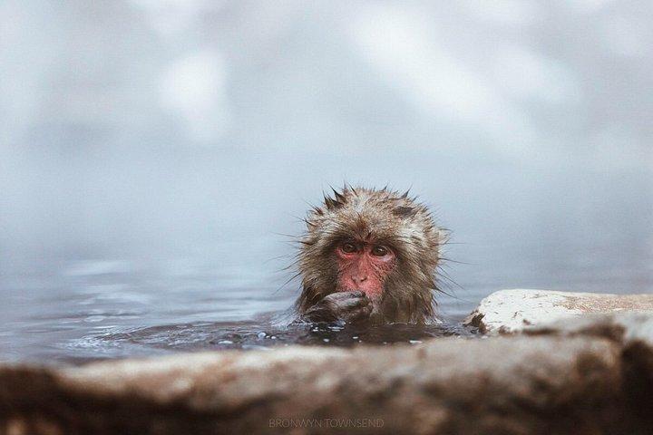 Nagano Snow Monkey Park Private Tour from Tokyo