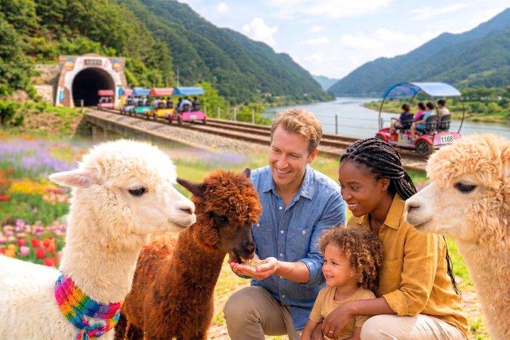 Alpaca World og Gangchon Rail cykeltur fra Seoul
