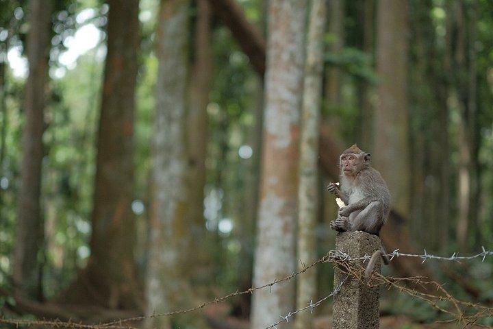 Bali ATV Ride, Monkey Forest e Jungle Swing Experience