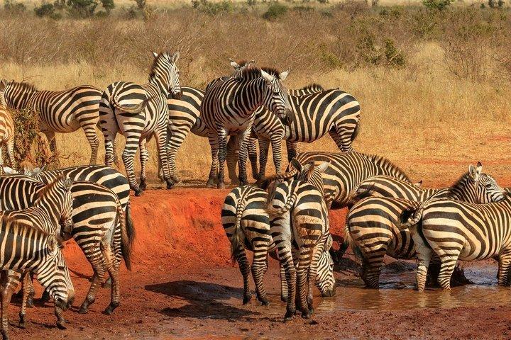 Private Kenya 3 Days Safari Tour Tsavo East, Taita Hills Vida Selvagem