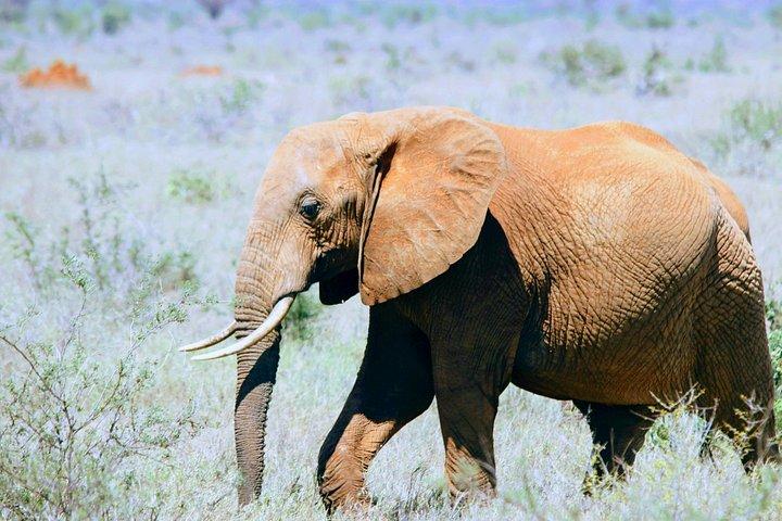 ツァボ東西3日間プライベートサファリ