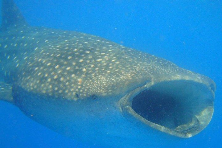 Walvishaaien snorkelavontuur in Isla Mujeres Seizoen mei-september.