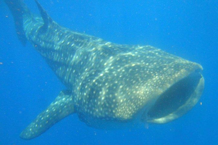 Walvishaaien snorkelavontuur in Isla Mujeres Seizoen mei-september.