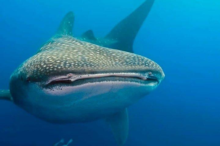 Whale Shark Snorkeling Adventure in Isla Mujeres Season May-Sept.