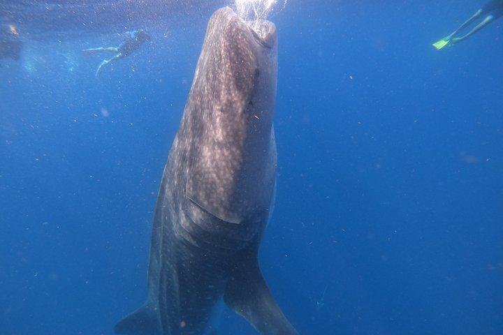 Walvishaaien snorkelavontuur in Isla Mujeres Seizoen mei-september.