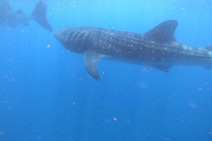 Walvishaaien snorkelavontuur in Isla Mujeres Seizoen mei-september.