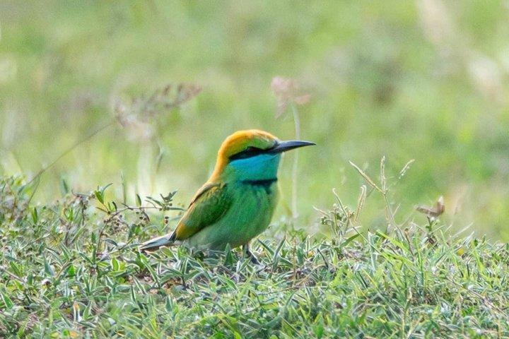 ミネリヤ＆カウドゥラ国立公園サファリ-シギリヤから