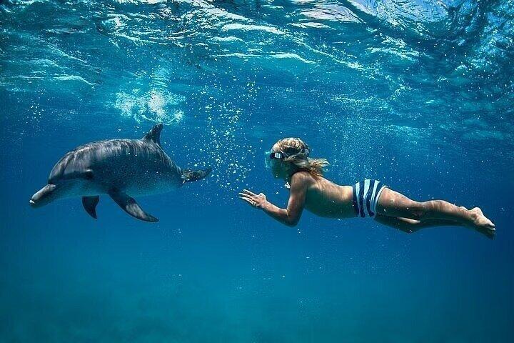 Dolphin House By Private Speed Boat , スナック＆ドリンク - Hurghada