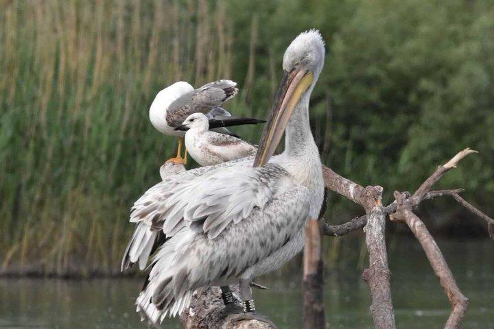 Skadar sø bådtur med licens Skipper Wildlife Cruise