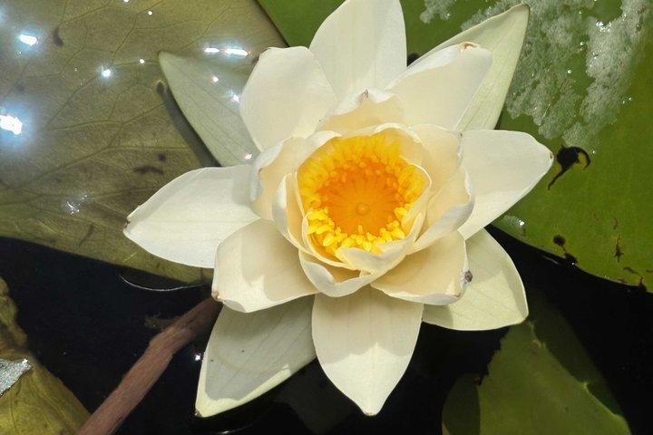 Skadar sø bådtur med licens Skipper Wildlife Cruise
