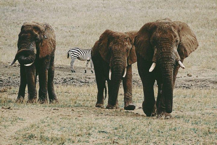 Private Kenya 3 Days Safari Tour Tsavo East, Taita Hills Vida Selvagem
