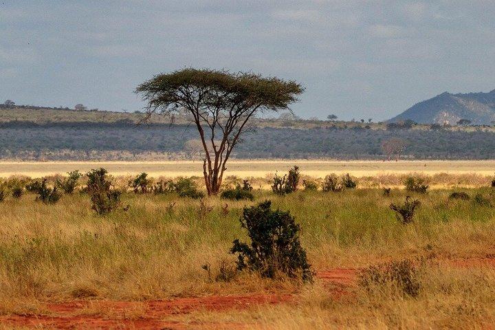 Private Kenya 3 Days Safari Tour Tsavo East, Taita Hills Vida Selvagem