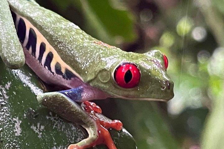 Guanacaste Meraviglie Sloths Cascate e caffè