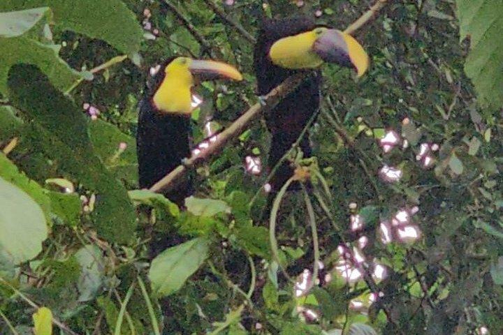 Guanacaste Meraviglie Sloths Cascate e caffè