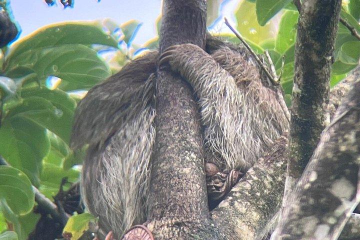Guanacaste Meraviglie Sloths Cascate e caffè