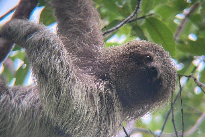Guanacaste Meraviglie Sloths Cascate e caffè