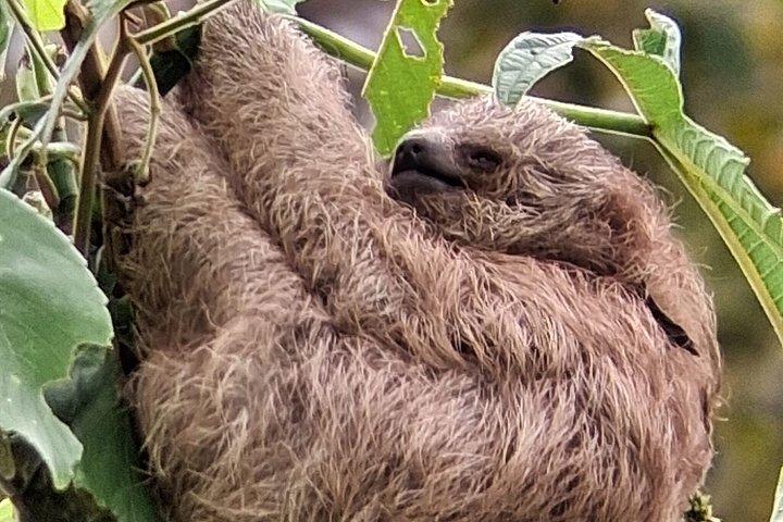 Guanacaste Meraviglie Sloths Cascate e caffè