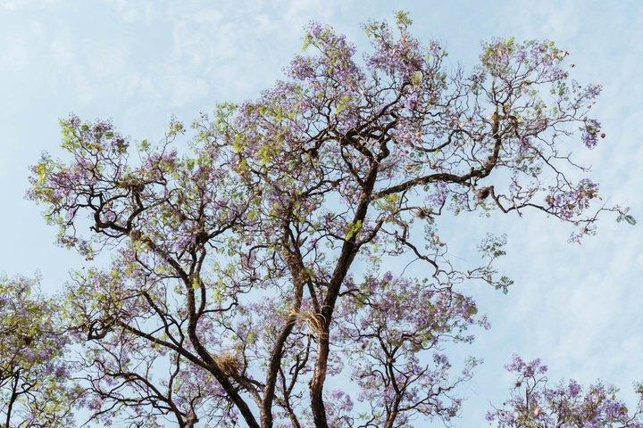 Tour della città di Oaxaca: un viaggio nel tempo