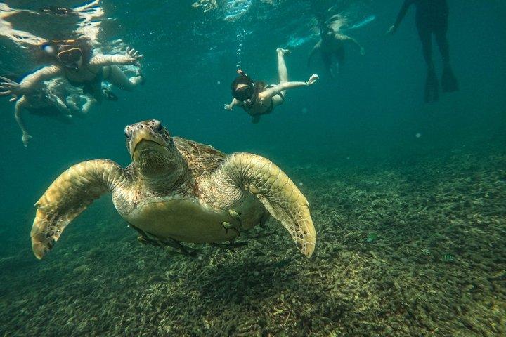 Koh Tao och Nang Yuan 5 Plats Snorkling med Lunch