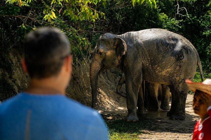Phuket Elephant Learning and Tree Planting Experience