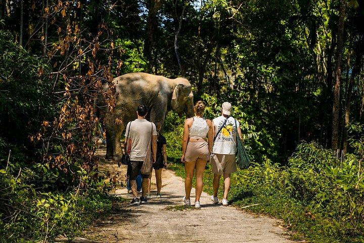 Phuket Elephant Learning and Tree Planting Experience