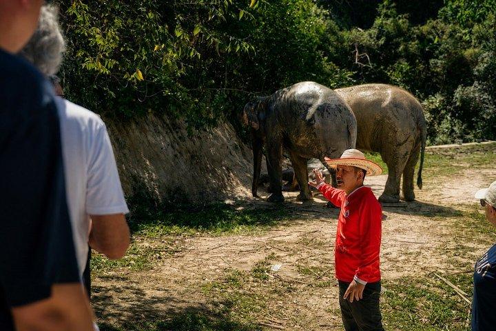 Phuket Ethical Elephant Experience i Patong