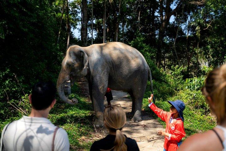 Phuket Ethical Elephant Experience i Patong