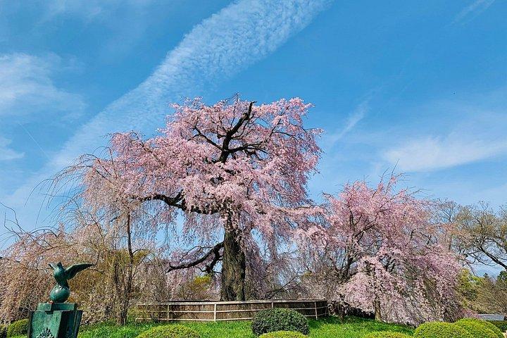 京都芸者街＆隠れ家モーニングツアー