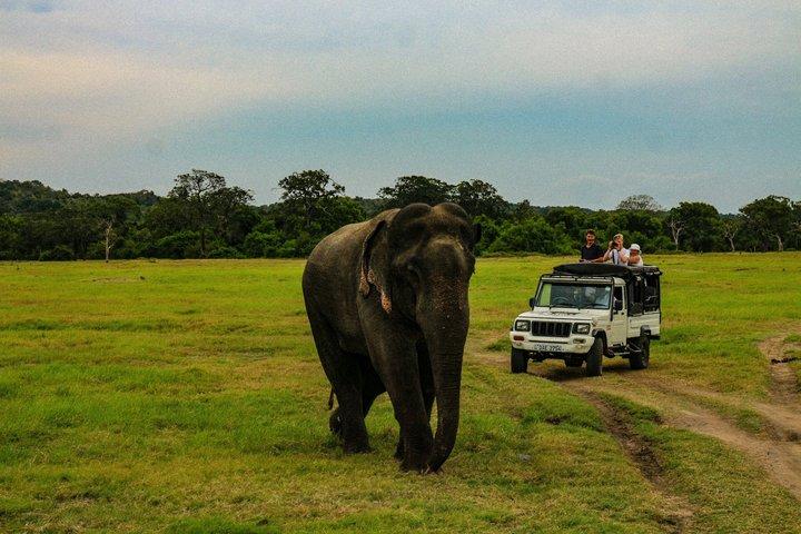 Colombo/Negombo : tour privato di Sigiriya Dambulla Minneriya Safari