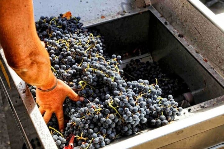 From Pompeii: Mount Vesuvius Wine Tasting and Lunch