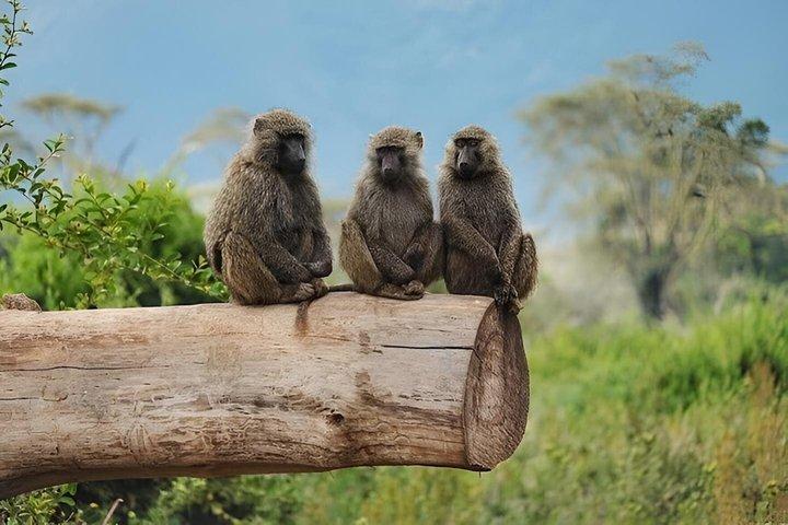 4 Tanzania klassisk safari