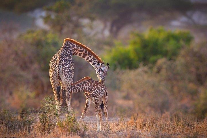 4 Tanzania klassisk safari
