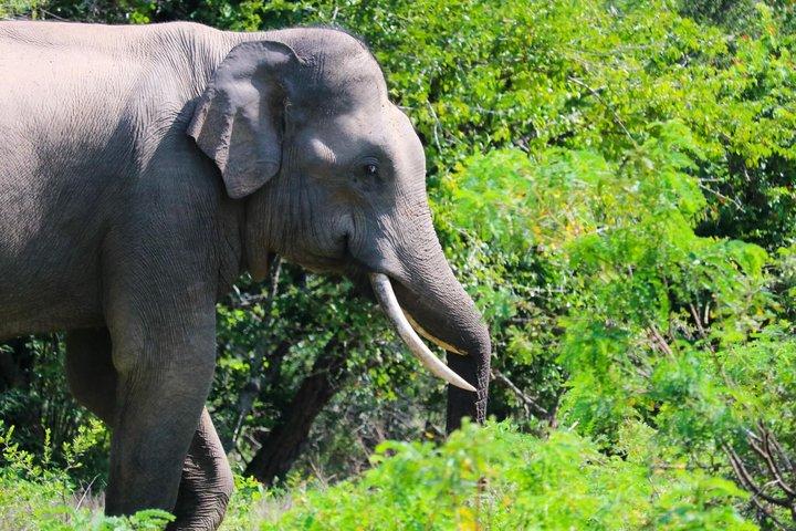 究極のヤーラサファリ日帰りヒョウ目撃野生動物スリランカ
