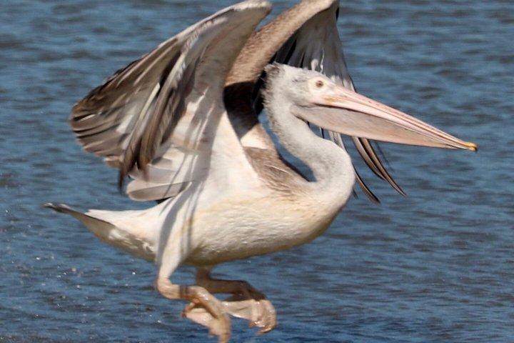 究極のヤーラサファリ日帰りヒョウ目撃野生動物スリランカ