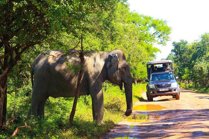 究極のヤーラサファリ日帰りヒョウ目撃野生動物スリランカ
