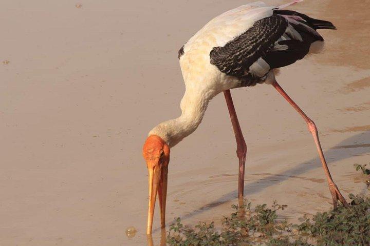 究極のヤーラサファリ日帰りヒョウ目撃野生動物スリランカ
