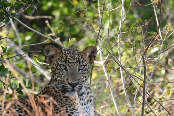 Ultimate Yala Safari Day Trip Leopard Observação de Vida Silvestre Sri Lanka