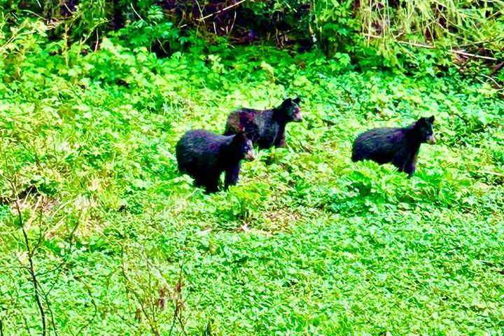 Sightseeing Tour of Juneau Alaska Udforsk historie og kultur