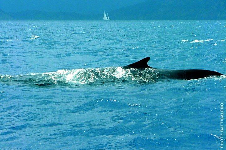 Observation des baleines en voilier dans le sanctuaire Pelagos