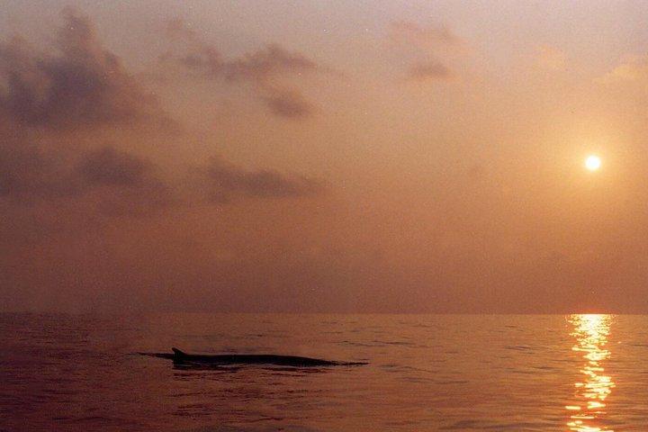 Observation des baleines en voilier dans le sanctuaire Pelagos