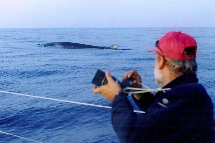 Observation des baleines en voilier dans le sanctuaire Pelagos