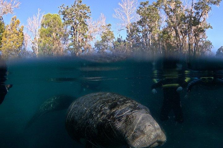 Crystal River Manatee Swim – 3 Hours, Maximum 6 Guests