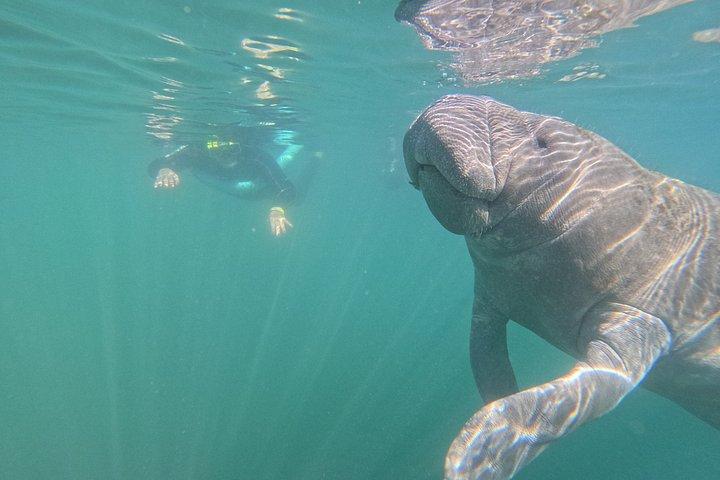 Crystal River Manatee Swim – 3 Hours, Maximum 6 Guests